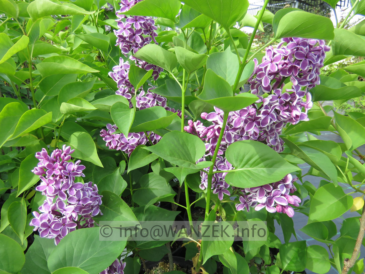 Syringa vulgaris Sensation 05.JPG